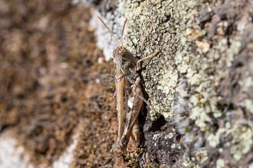 Dociostaurus sp.